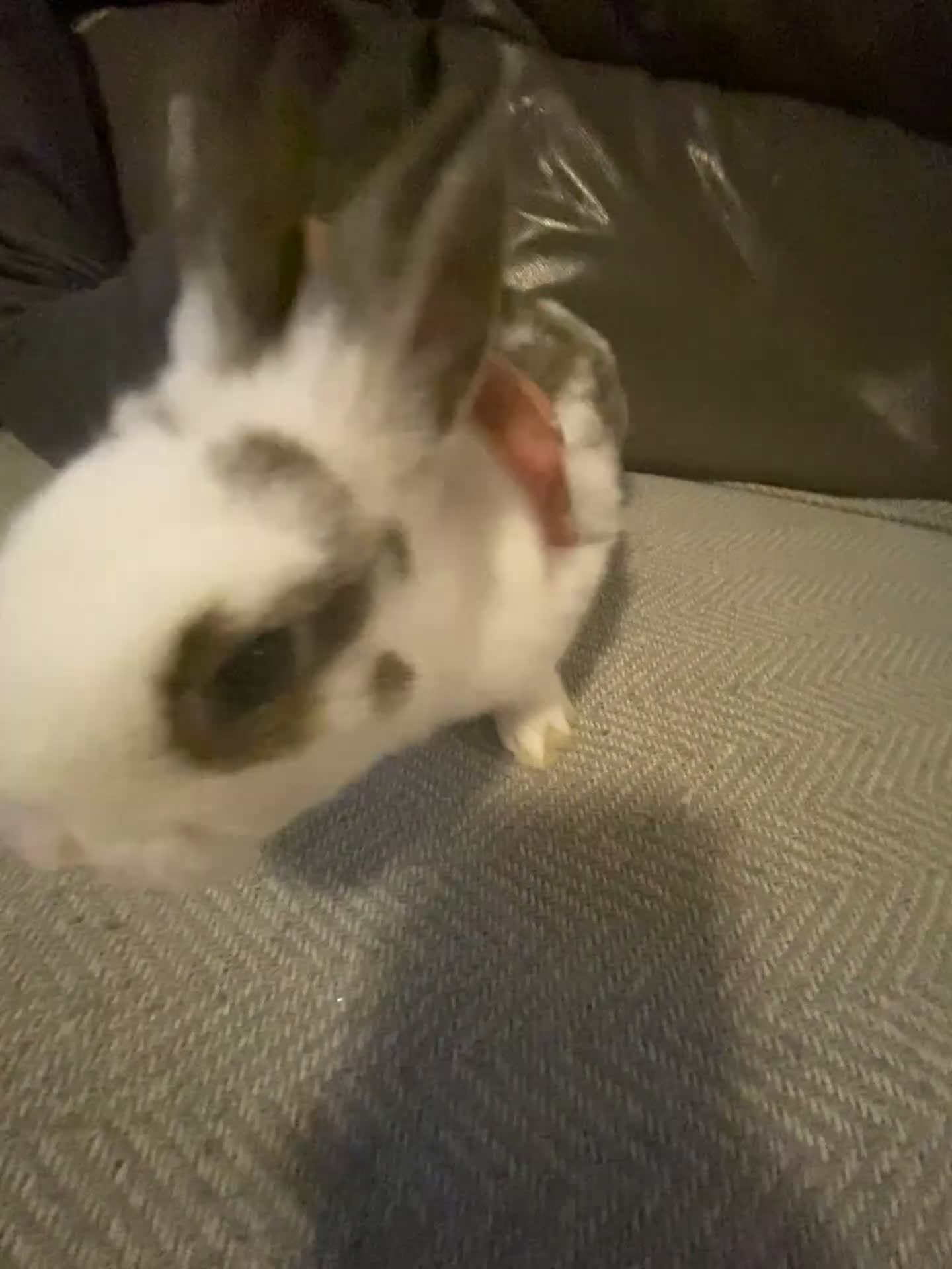 Mixed Breed rabbits for sale: Beautiful amazing rabbits  - Video 1