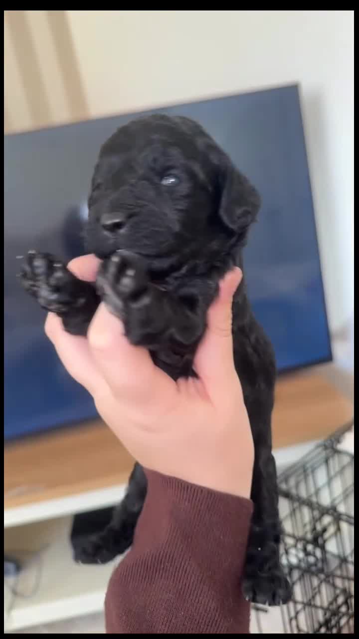 Cockapoo dogs for sale: Cockapoo puppy’s  - Video 5