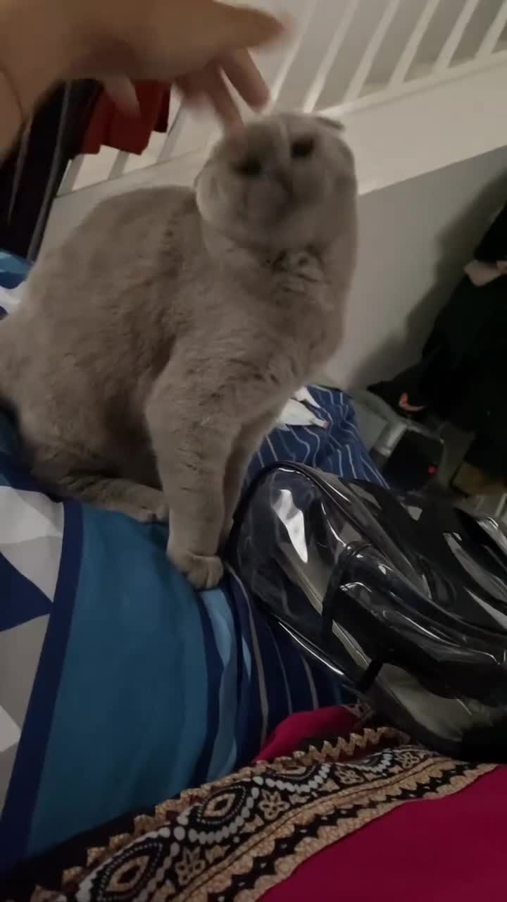 Scottish Fold cats for sale: Lily Scottish Fold  - Video 1