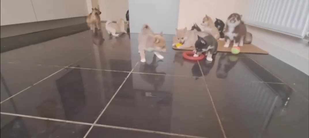 Pomsky dogs for sale: Ready now -Stunning F4 Pomskies, 6kg as adults  - Video 2