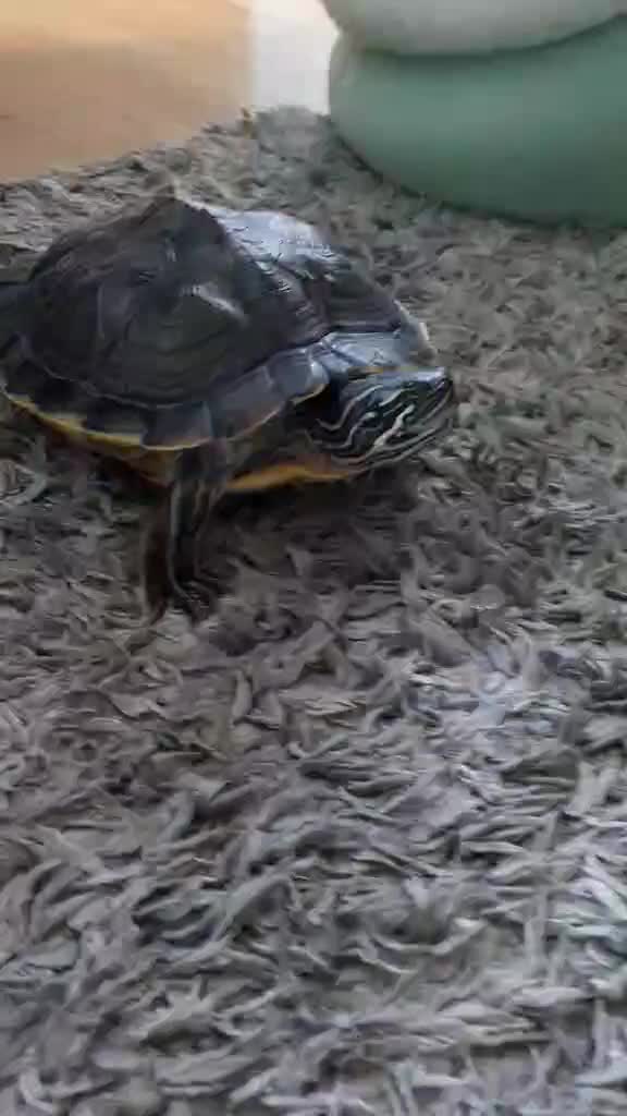 Turtle reptiles for sale: Beautiful friendly turtle  - Video 1
