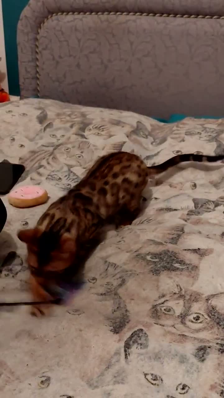 Bengal cats for sale: Female glitter Bengal for sale - Video 2