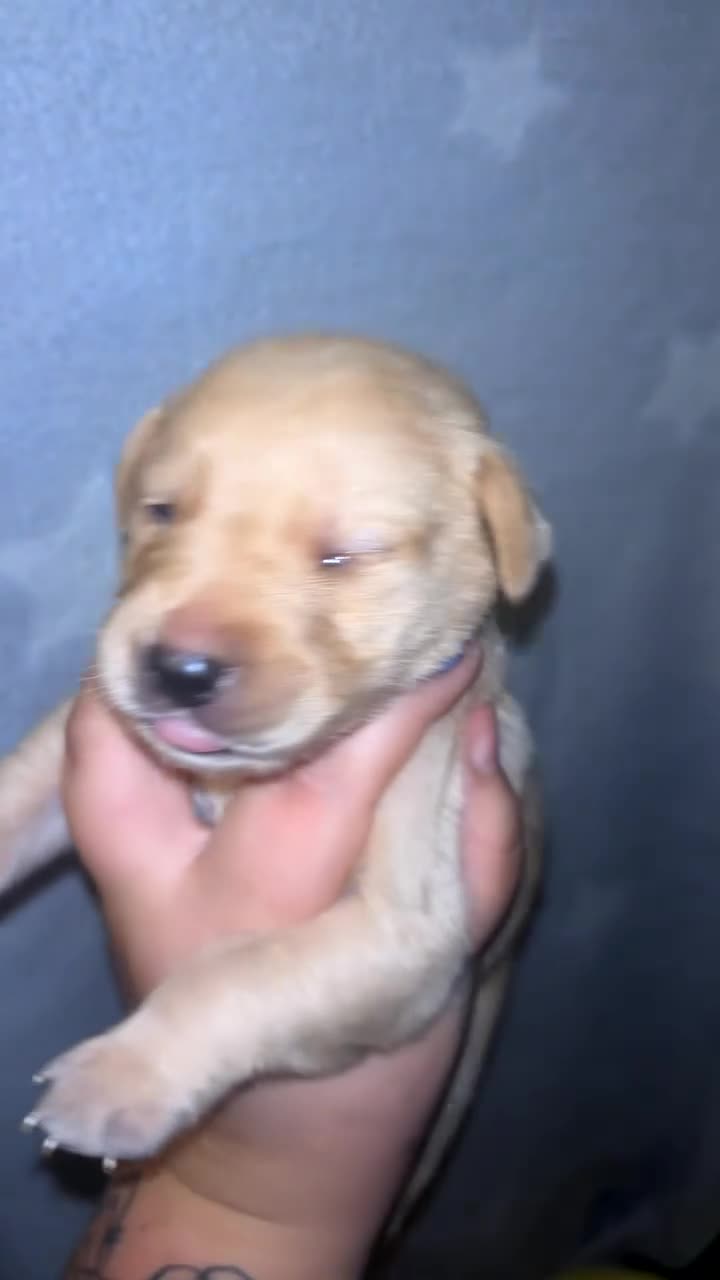 Labrador Retriever dogs for sale: Beautiful KC Labrador Puppies - Video 5