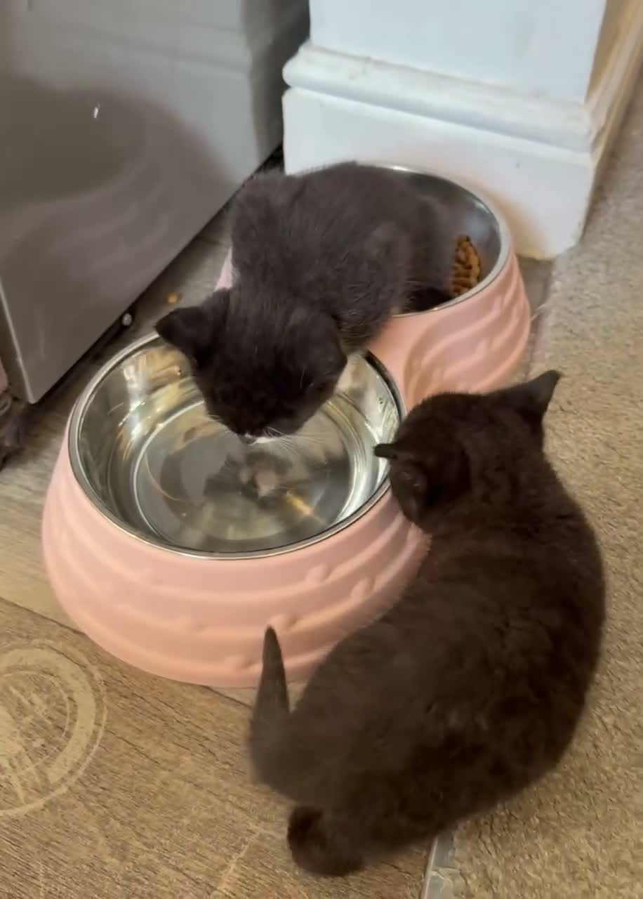 British Shorthair cats for sale: 4 black & white kittens. British short hair mother - Video 2