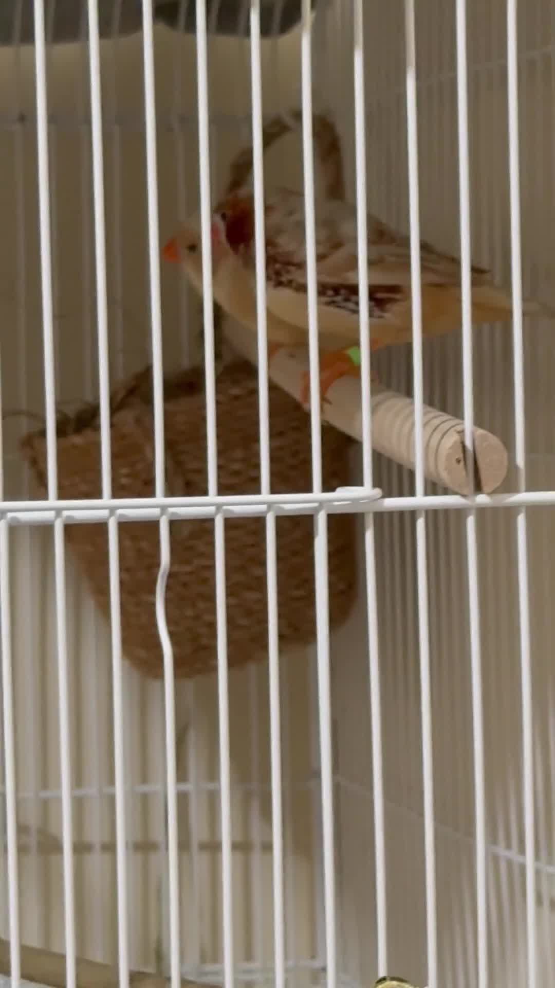 Finches birds for sale: Zebra finches  in London - Video 1