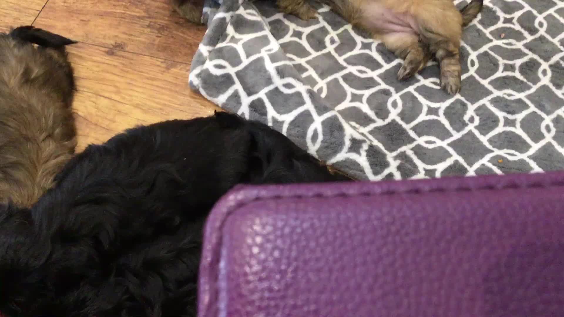 Shih Tzu dogs for sale: Tiny Imperial Shihtzu  Puppies  - Video 1