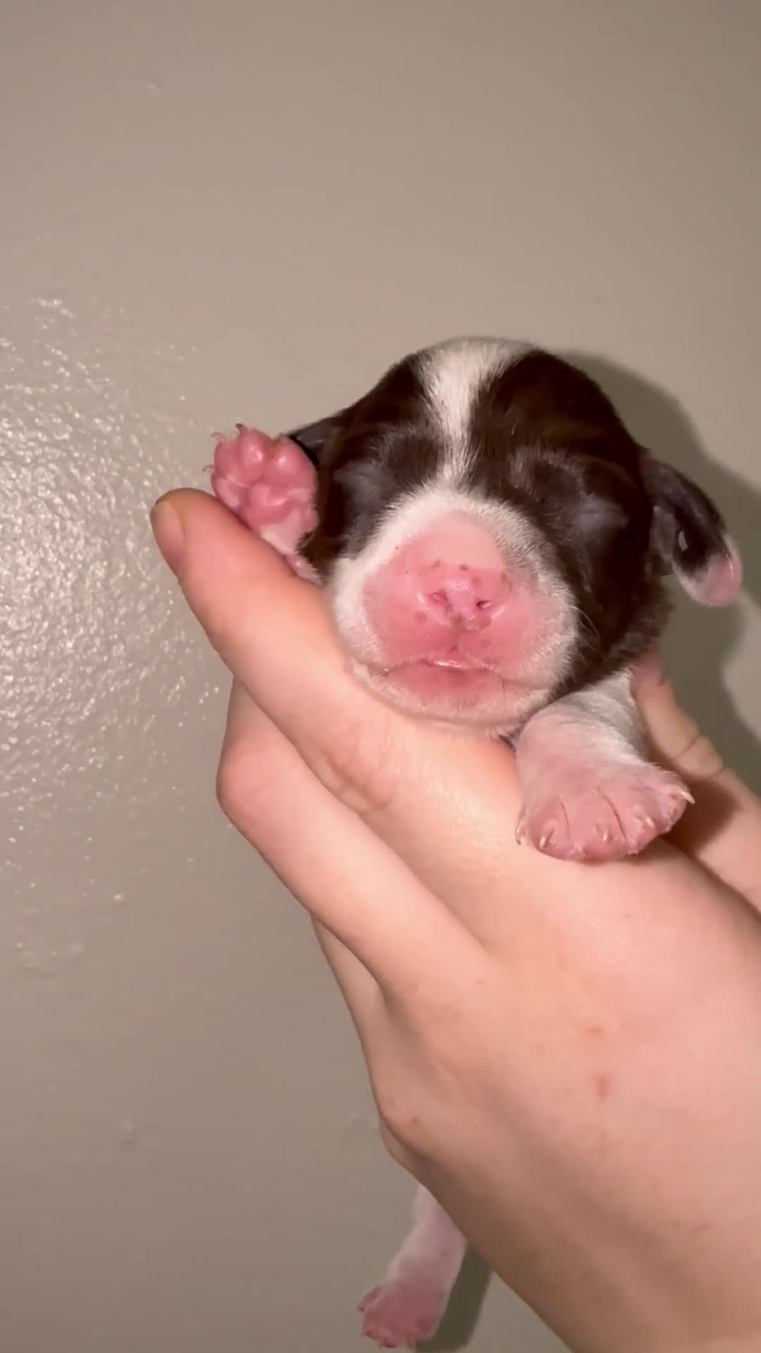 Miniature Dachshund dogs for sale: 6 miniature dachshund pups - Video 3