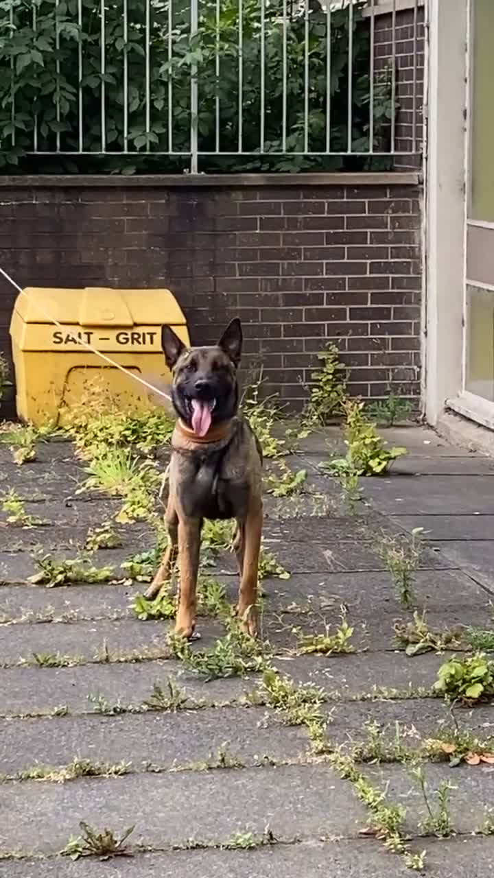 Belgian Shepherd Dog dogs for sale: Belgian Malinois  - Video 1