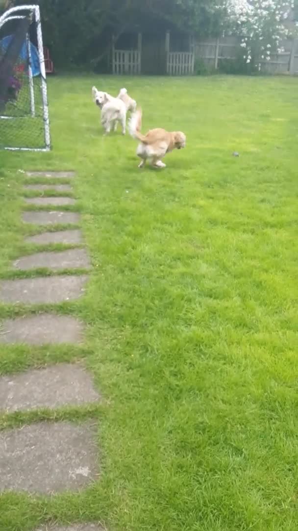 Golden Retriever dogs for stud: Available for stud in Northwich - Video 1