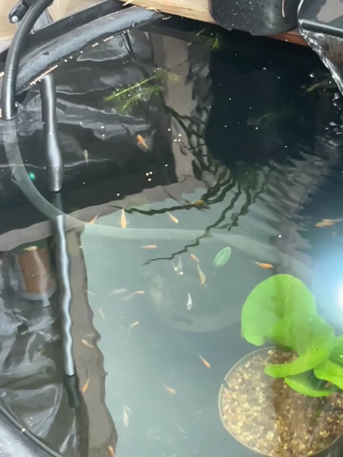 Koi Carp fish for sale: Baby koi 1-2 inches  - Video 1
