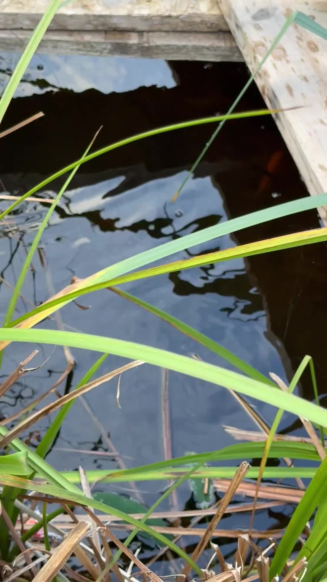 Catfish fish for sale: Pond and fish  for sale  in Waltham Cross - Video 1