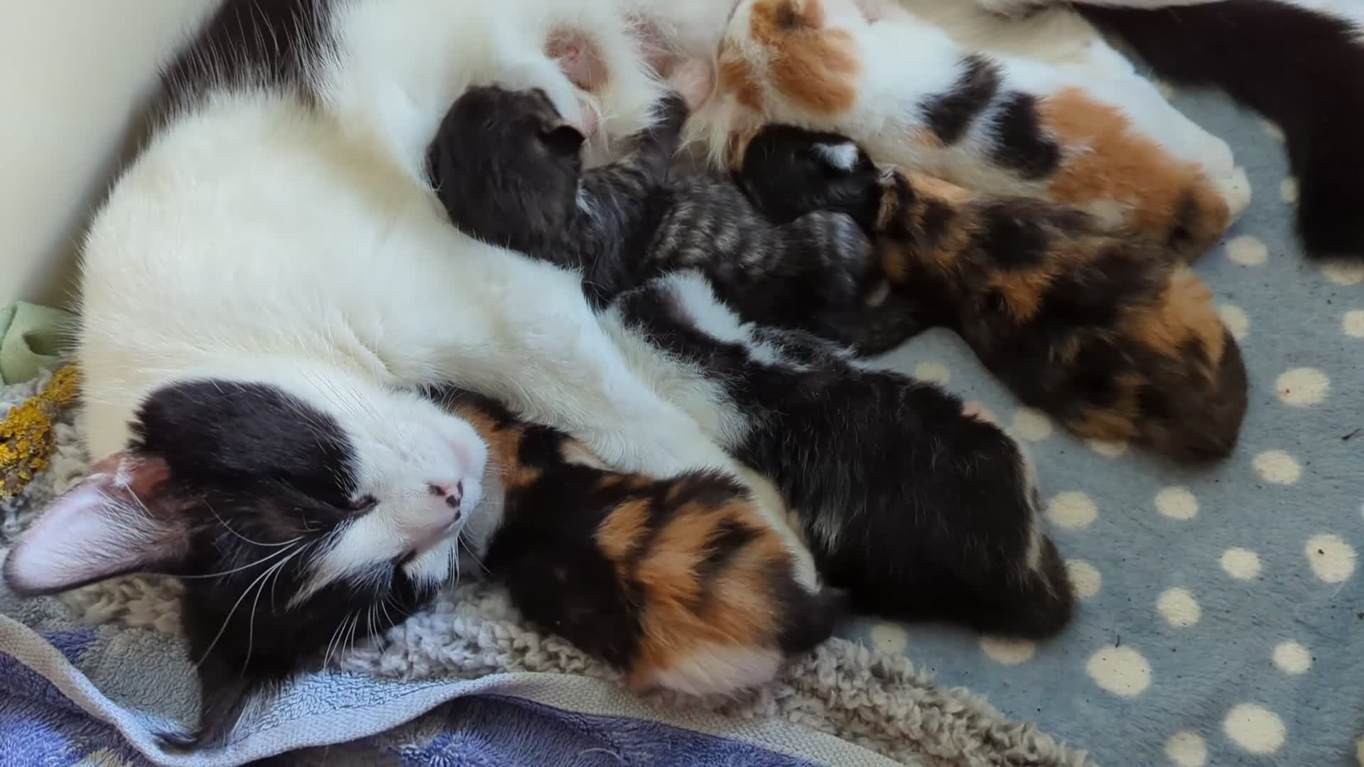 Mixed Breed cats for sale: Uniquely patterned calico kittens - Video 1