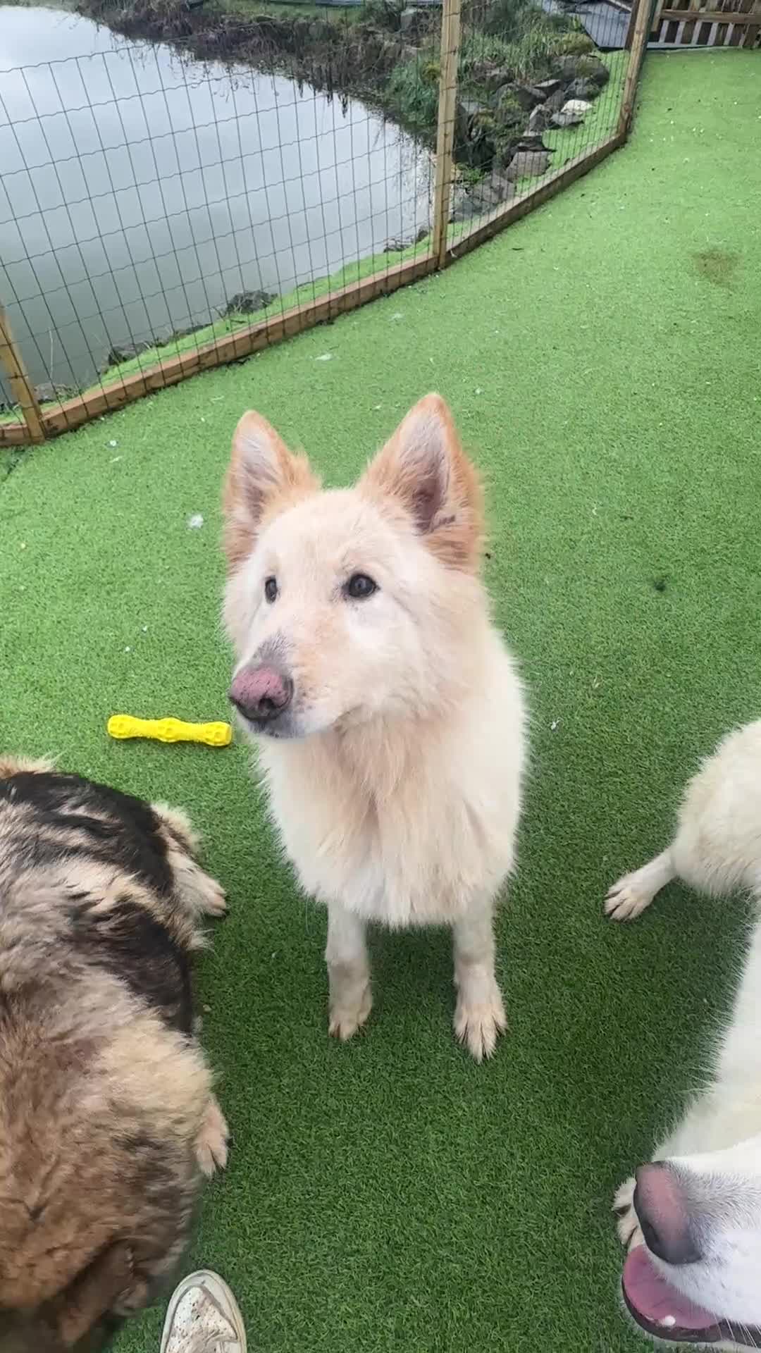 German Shepherd dogs for sale: Traditional Long Coat, Straight backed GSD Puppies - Video 1