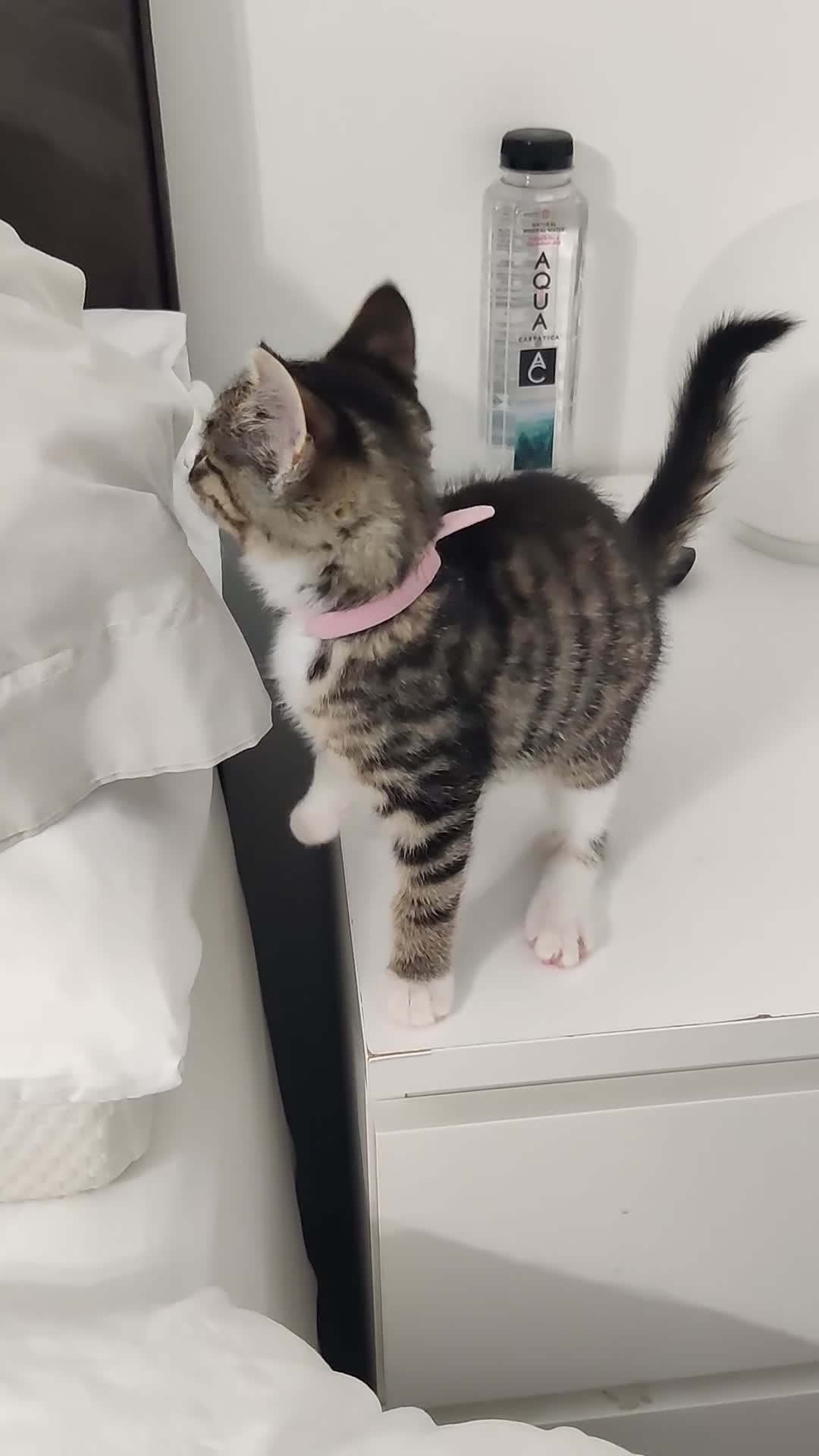 Russian Blue cats for sale: ADORABLE RUSSIAN BLUE KITTEN 8 WEEKS LAST GIRL - Video 1