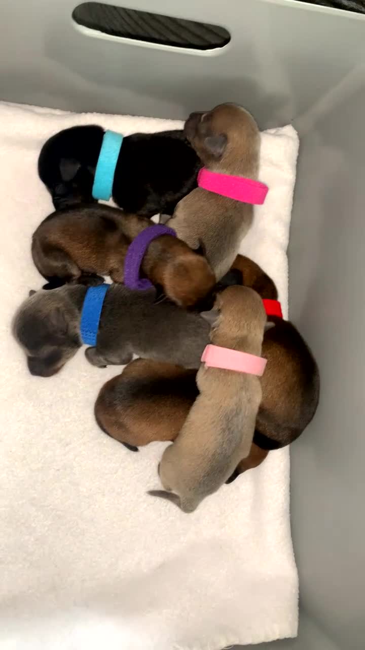 Chiweenie dogs for sale: Beautiful chiweenie pups  - Video 2