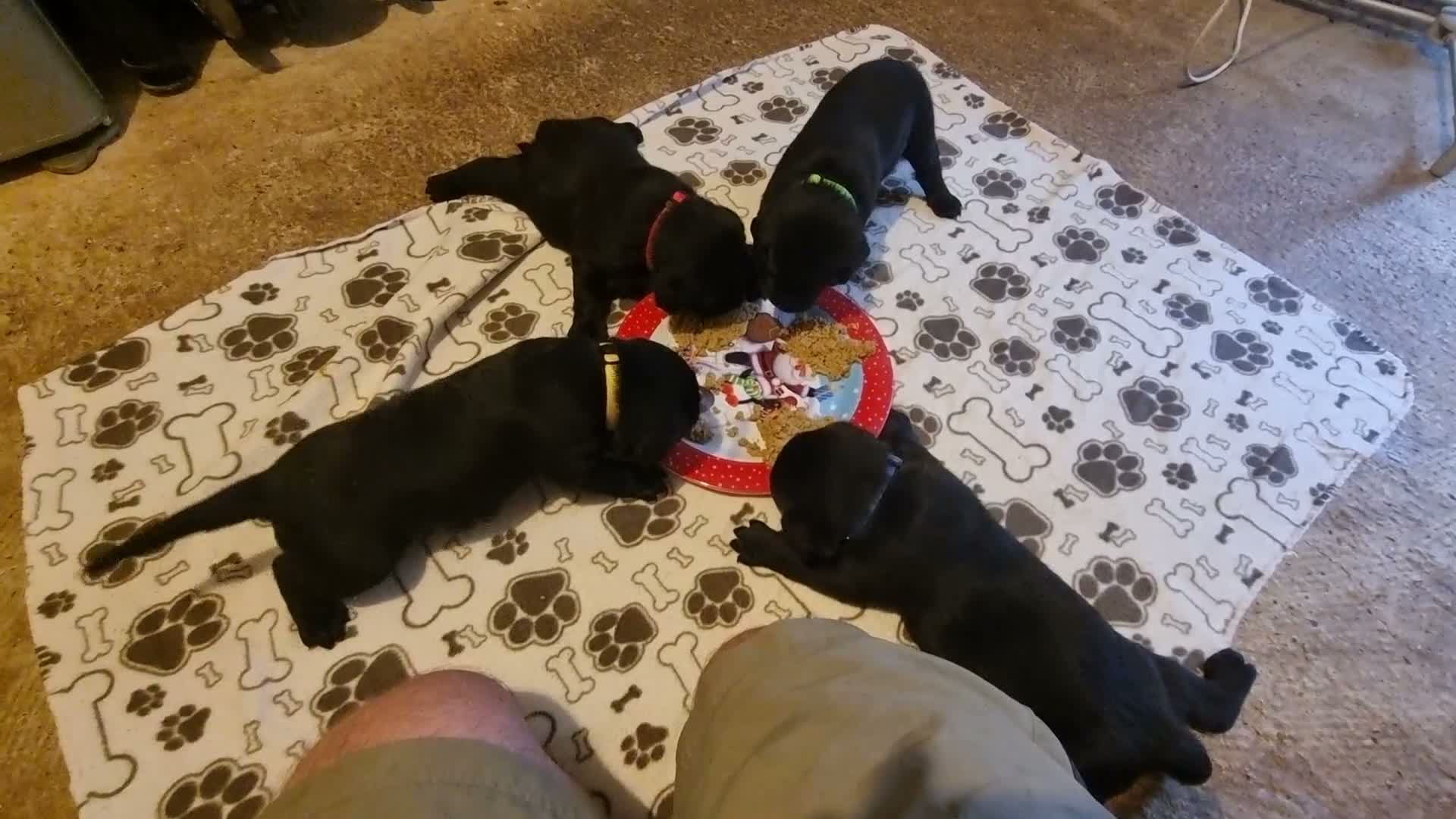 Labrador Retriever dogs for sale: KC Registered Black Labrador Puppies - Video 2