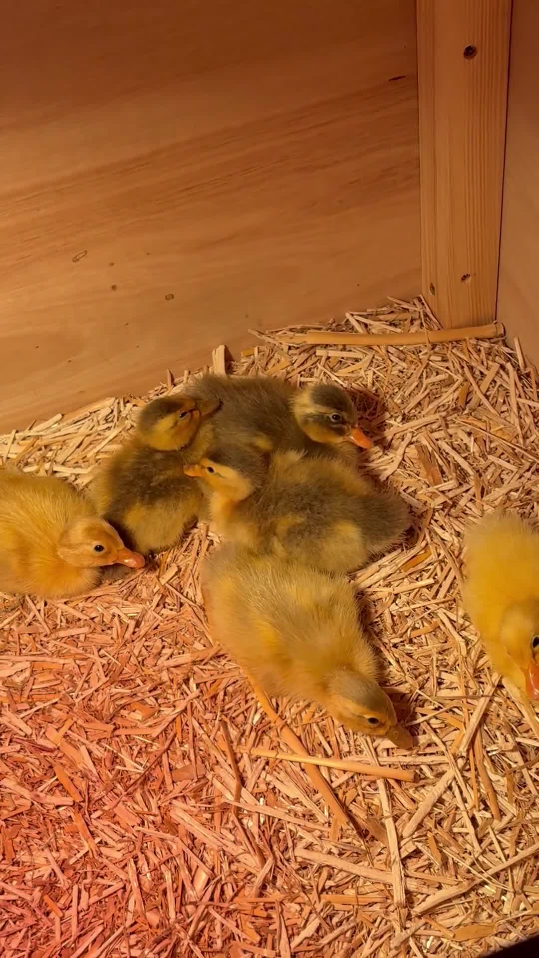 Ducks poultry for sale: Runner ducklings  - Video 1