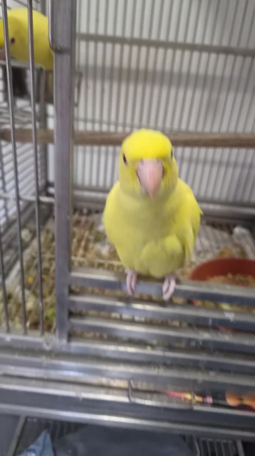 Ringnecks birds for sale: Hand-Reared Baby Indian Ringnecks for Sale - Video 2