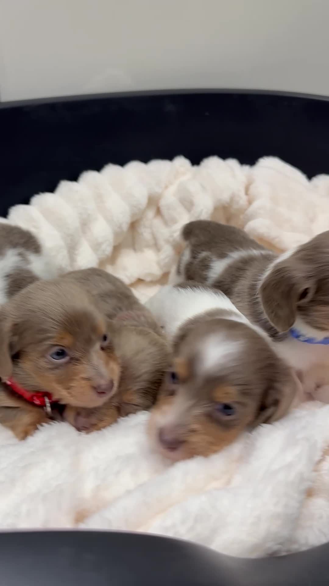 Miniature Dachshund dogs for sale: Stunning KC litter of Longhaired Minnies  - Video 1