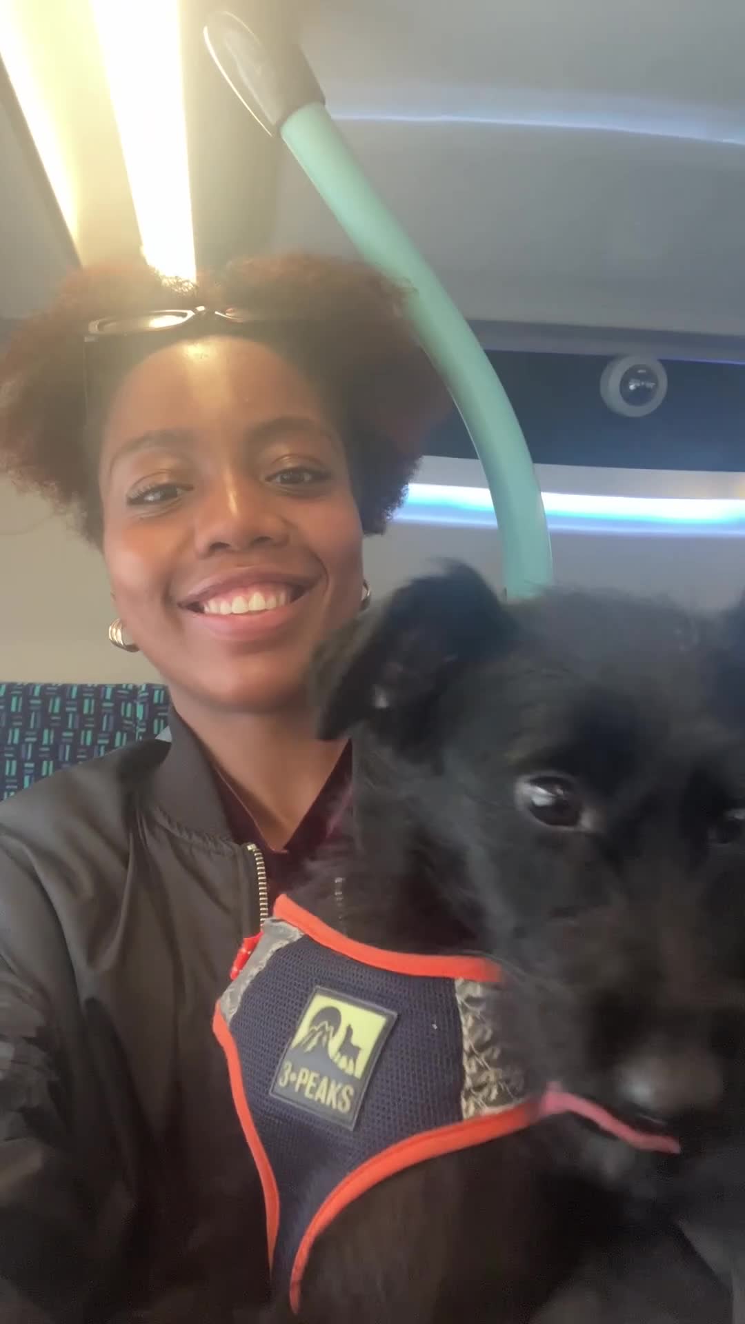 Labradoodle dogs for sale: Kind and lovable Labradoodle  - Video 1