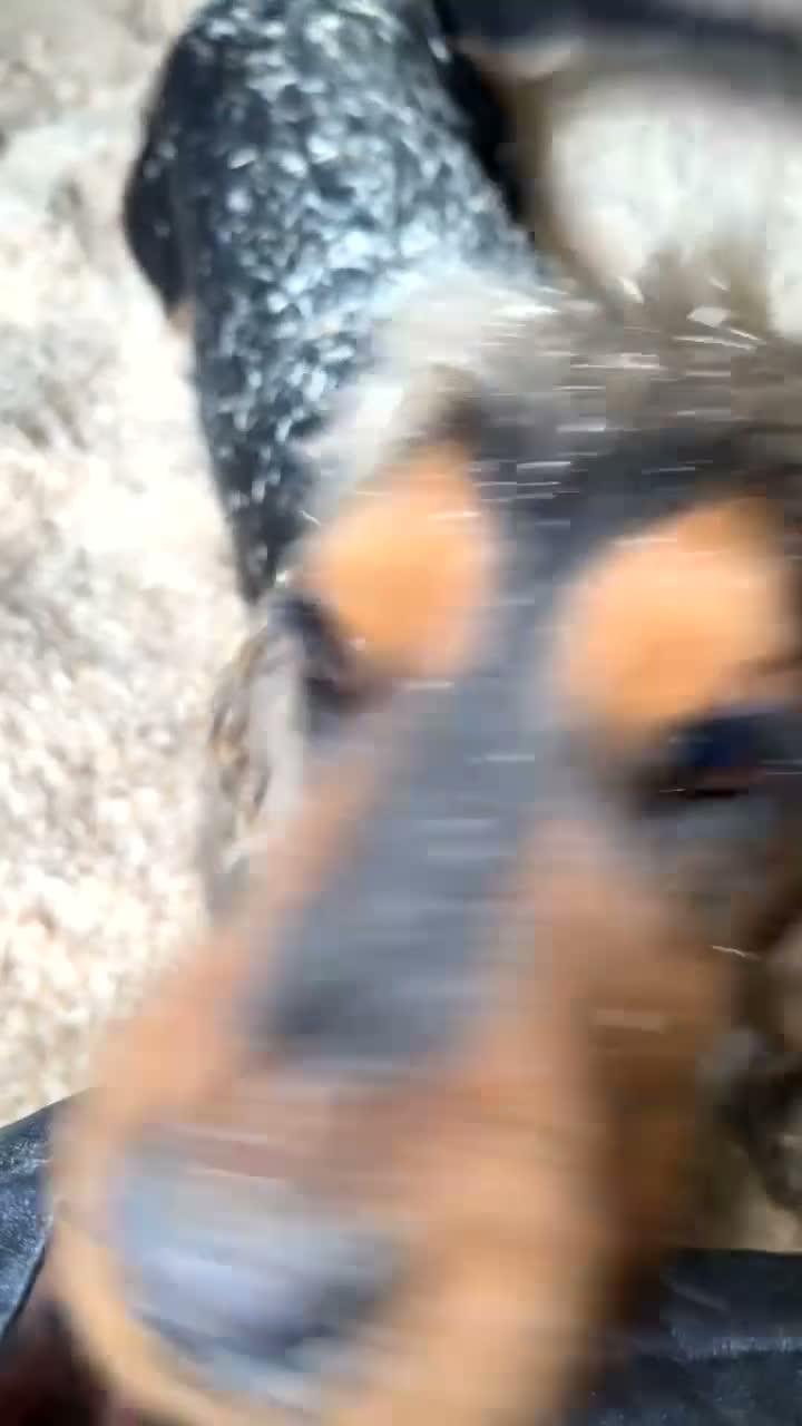 Cocker Spaniel dogs for sale: Show x working cocker spaniel litter  - Video 1