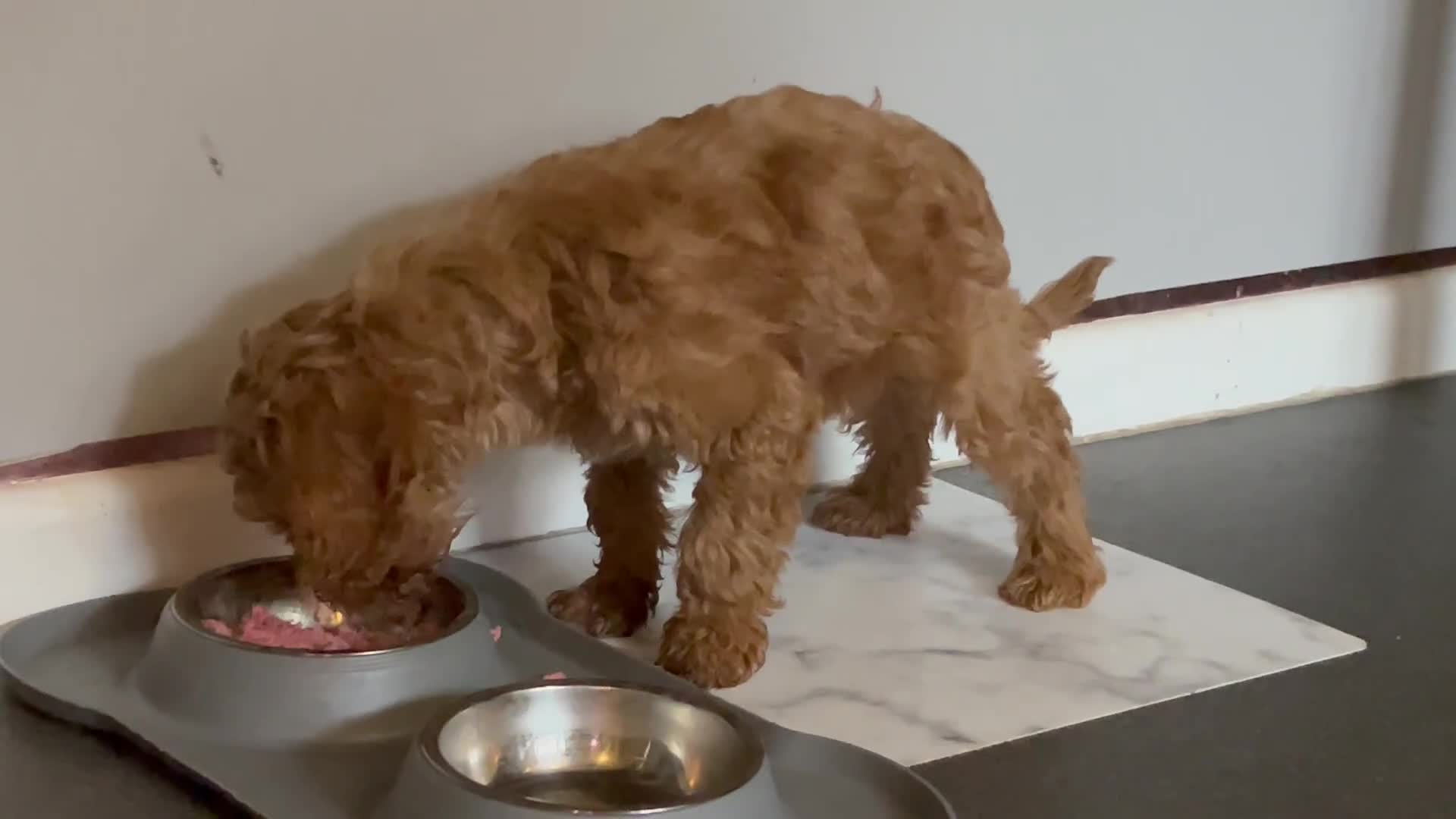 Cockapoo dogs for sale: 12 Weeks old male cockapoo  - Video 2