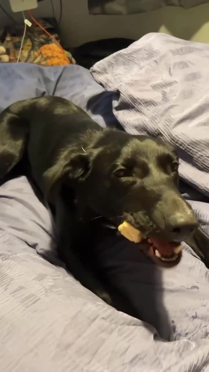 Mixed Breed dogs for sale: 10 month old puppy looking for new home.  in Launceston - Video 4