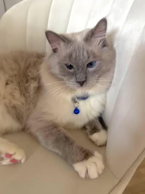 Ragdoll cats for sale: Beautiful affectionate pedigree ragdoll kittens 💙 - Video 4