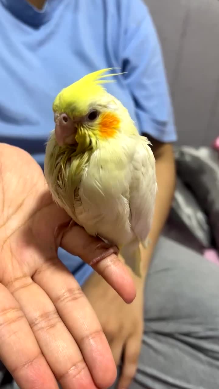 Cockatiels birds for sale: Baby tamed Cockateil  - Video 2