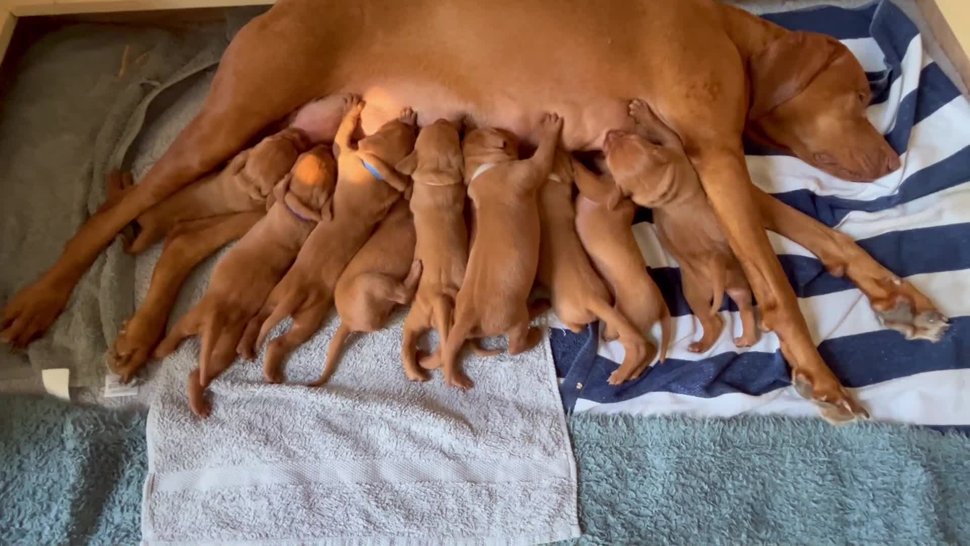Hungarian Vizsla dogs for sale: KC registered Hungarian Vizsla puppies for end Aug - Video 2