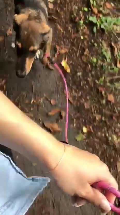 Mixed Breed dogs for adoption: Poppy (Hound/Shepherd mix) - Video 1