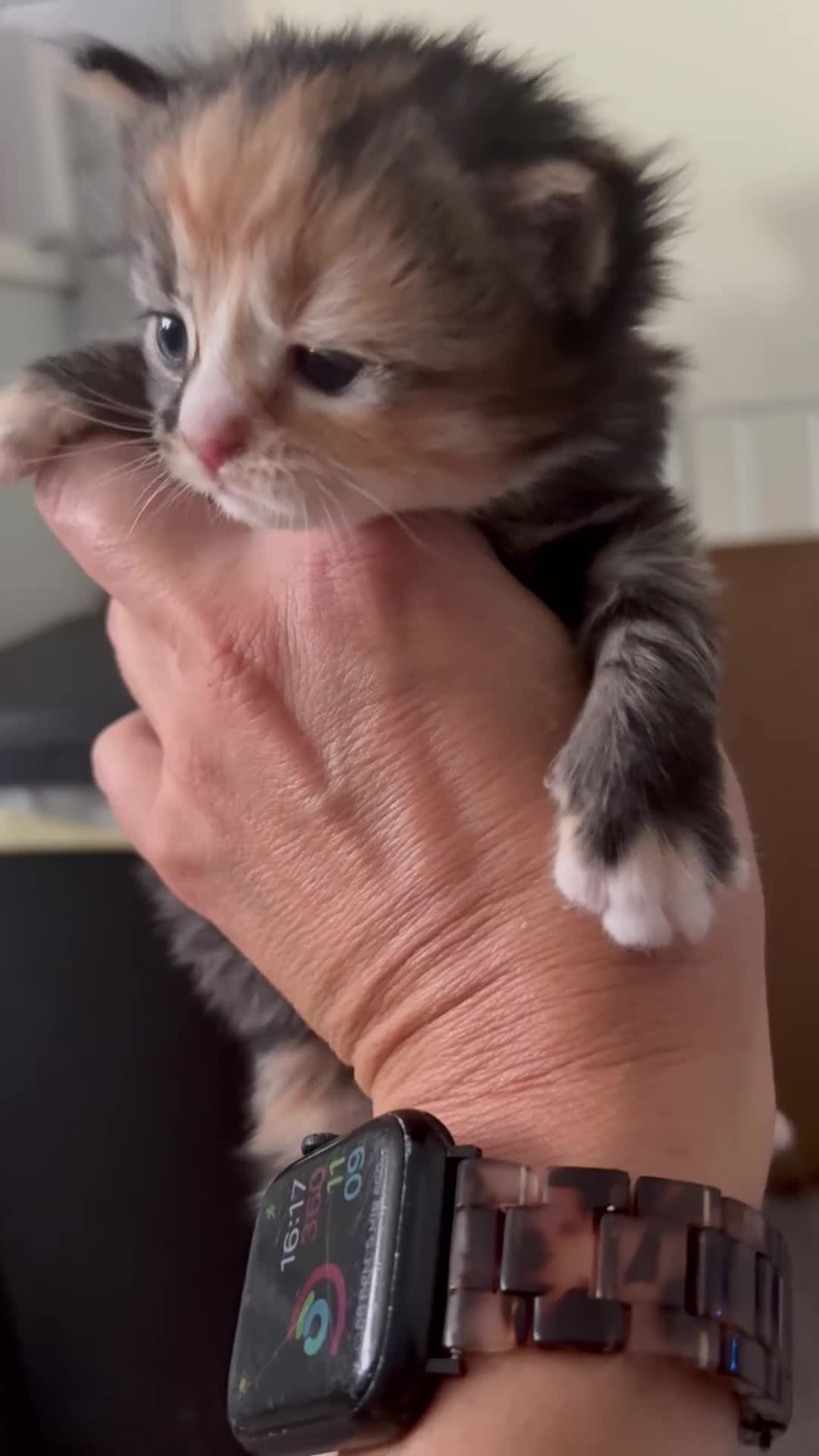 Mixed Breed cats for sale:  Stunning, Friendly & Confident Kittens - Video 1