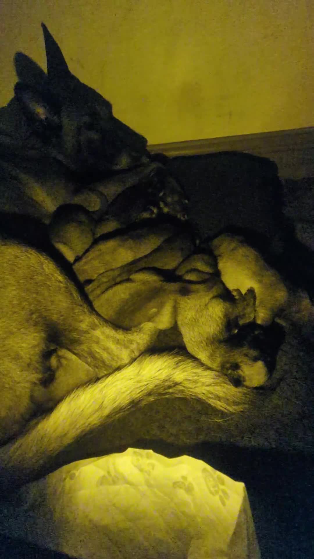 Belgian Shepherd Dog dogs for sale: Belgian Shepherd - Malinois  - Video 4