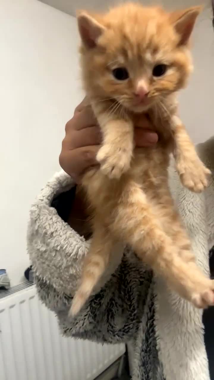 Bengal cats for sale: Bengal kittens  - Video 1