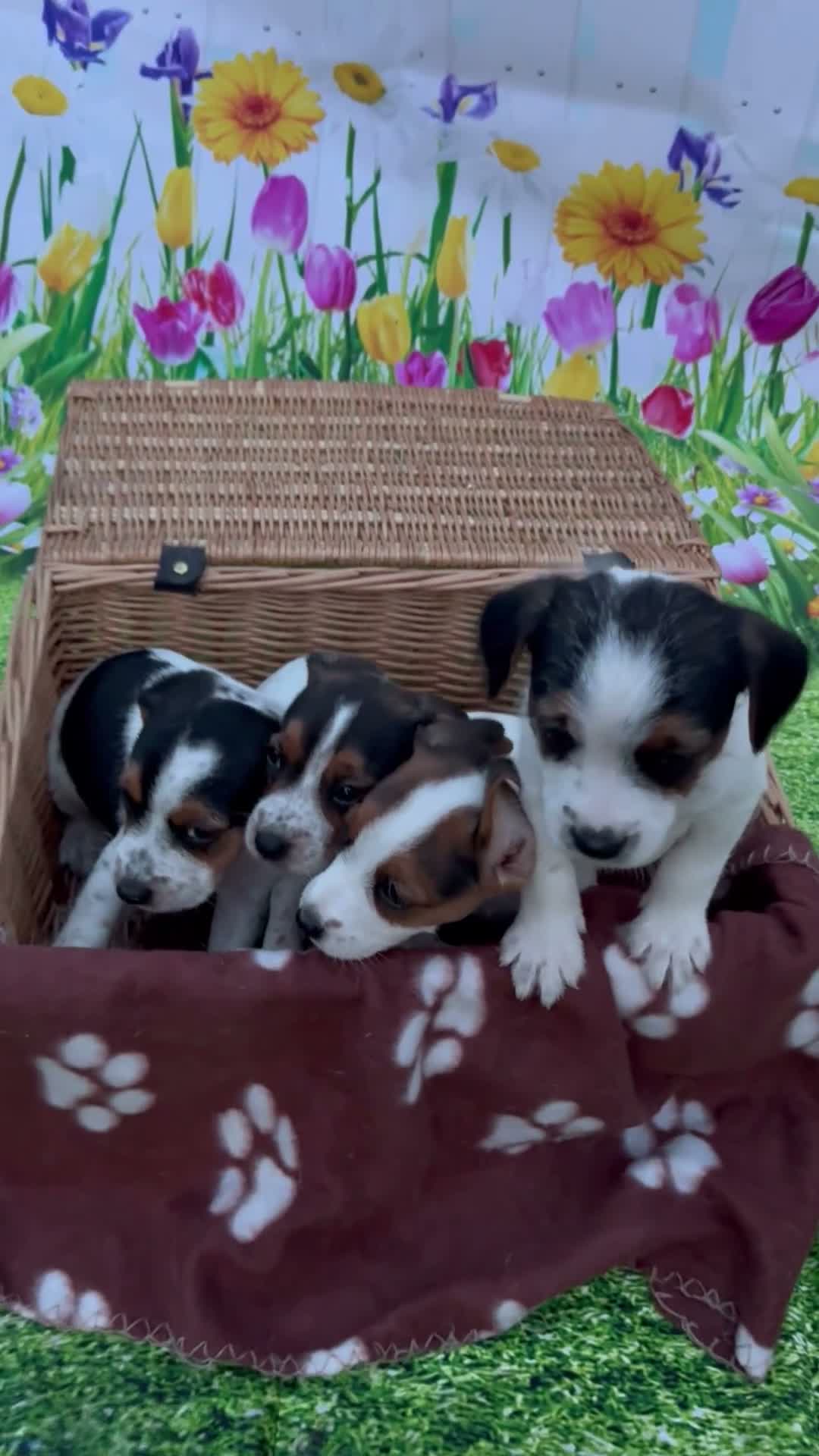Jack Russell dogs for sale: jack Russell puppys 4💙. 6🩷 - Video 1