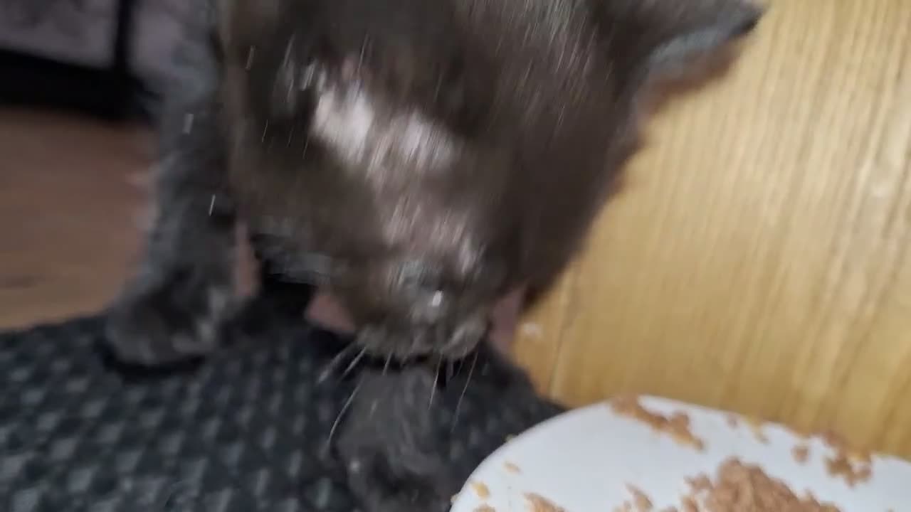 Mixed Breed cats for sale: male kitten - Video 2