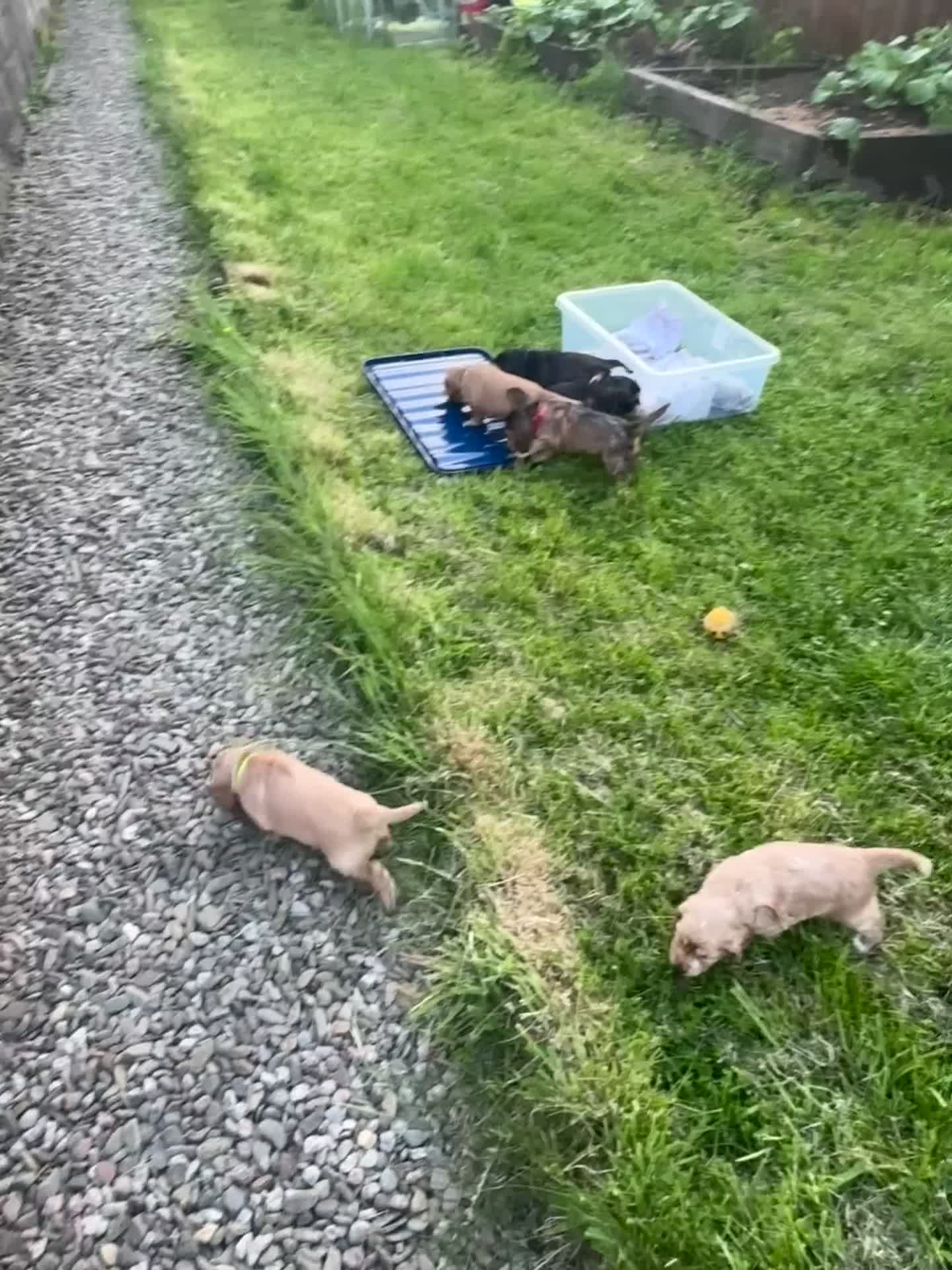 Cocker Spaniel dogs for sale: READY TO LEAVE working cocker spaniel pups - Video 1