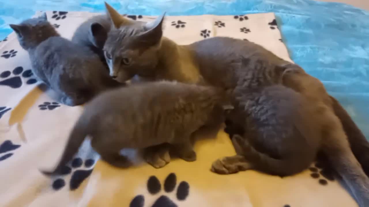 Russian Blue cats for sale: Russian Blue kittens for sale 2 Boys and 2 Girls - Video 4