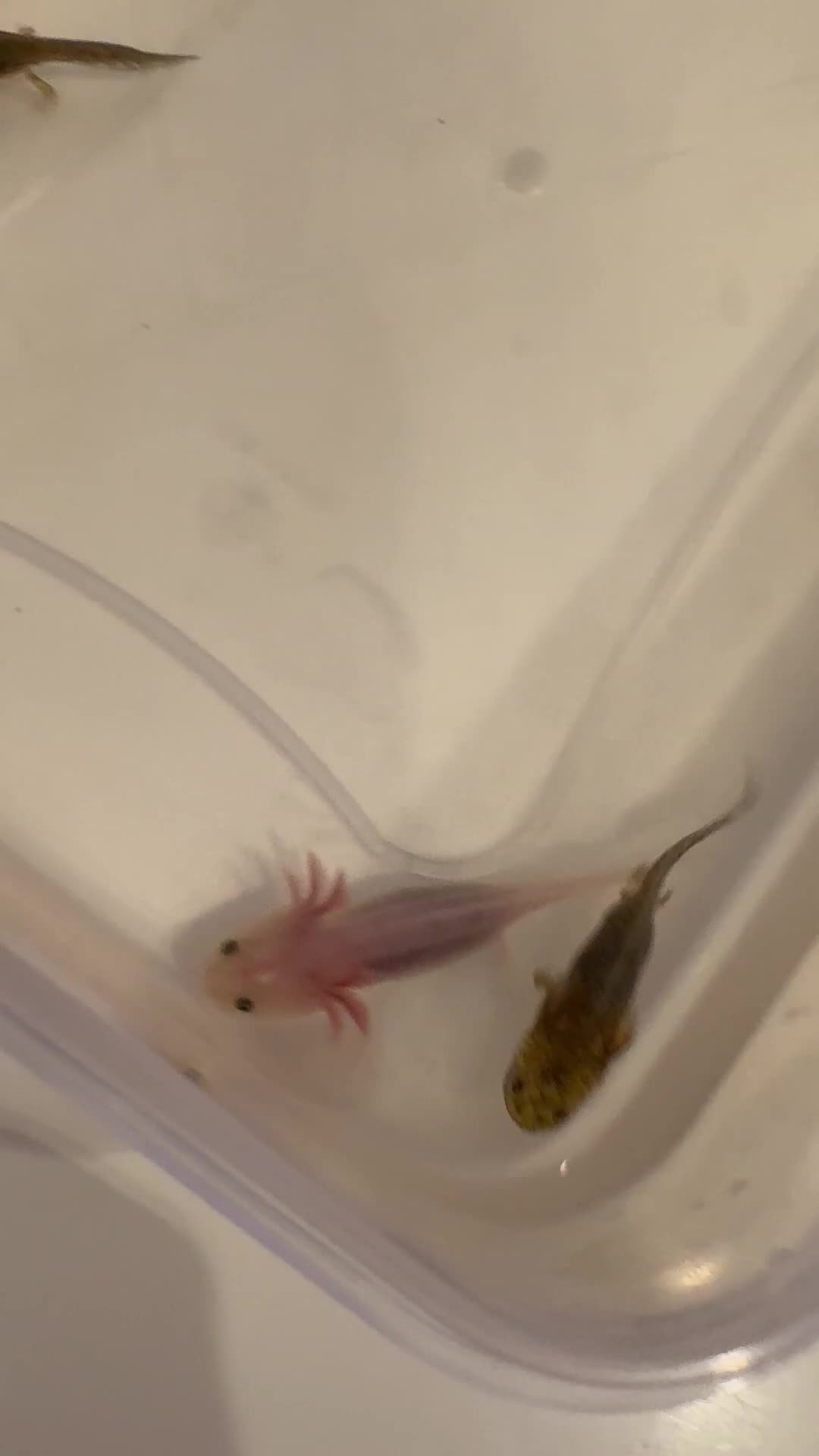 Axolotl reptiles for sale: Axolotl - Video 2
