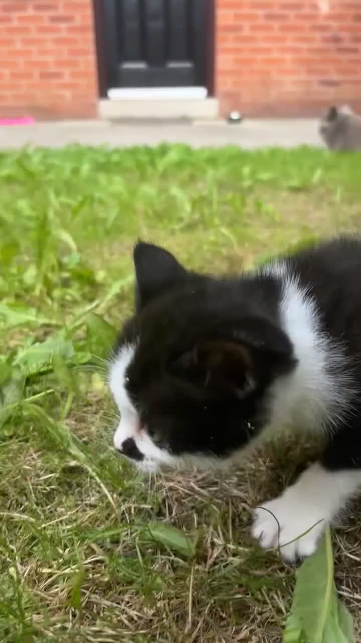 Mixed Breed cats for sale: 4 mixedbreed kittens for sale  - Video 3