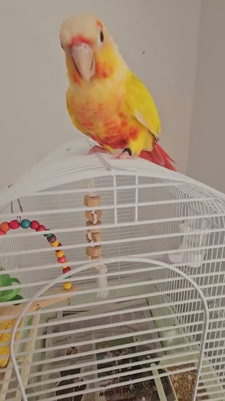 Conures birds for sale: Gorgeous Sun cheek conure with cage, Hand Tammed - Video 4