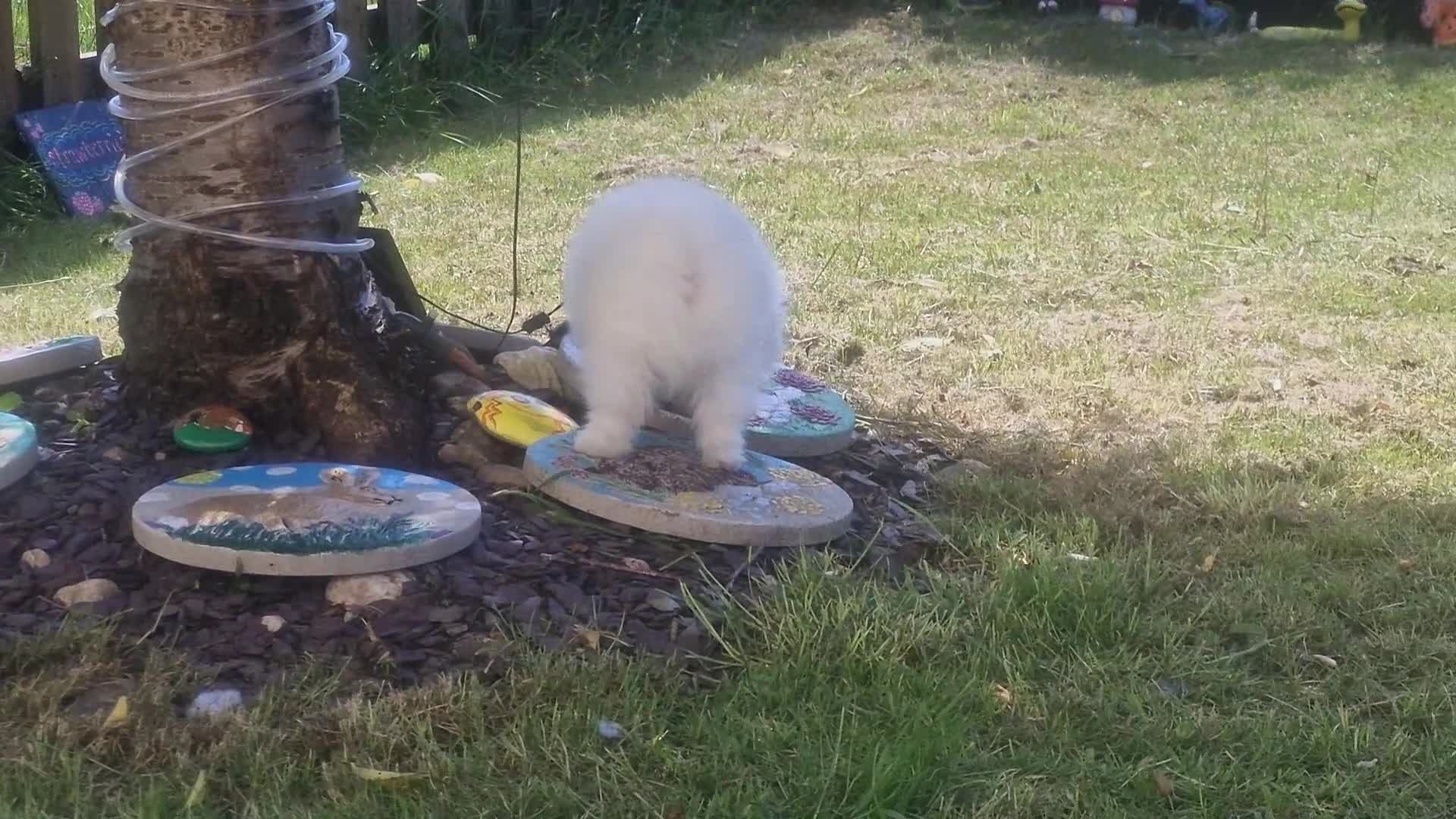 Pomeranian dogs for sale: Russian pomeranian  - Video 2