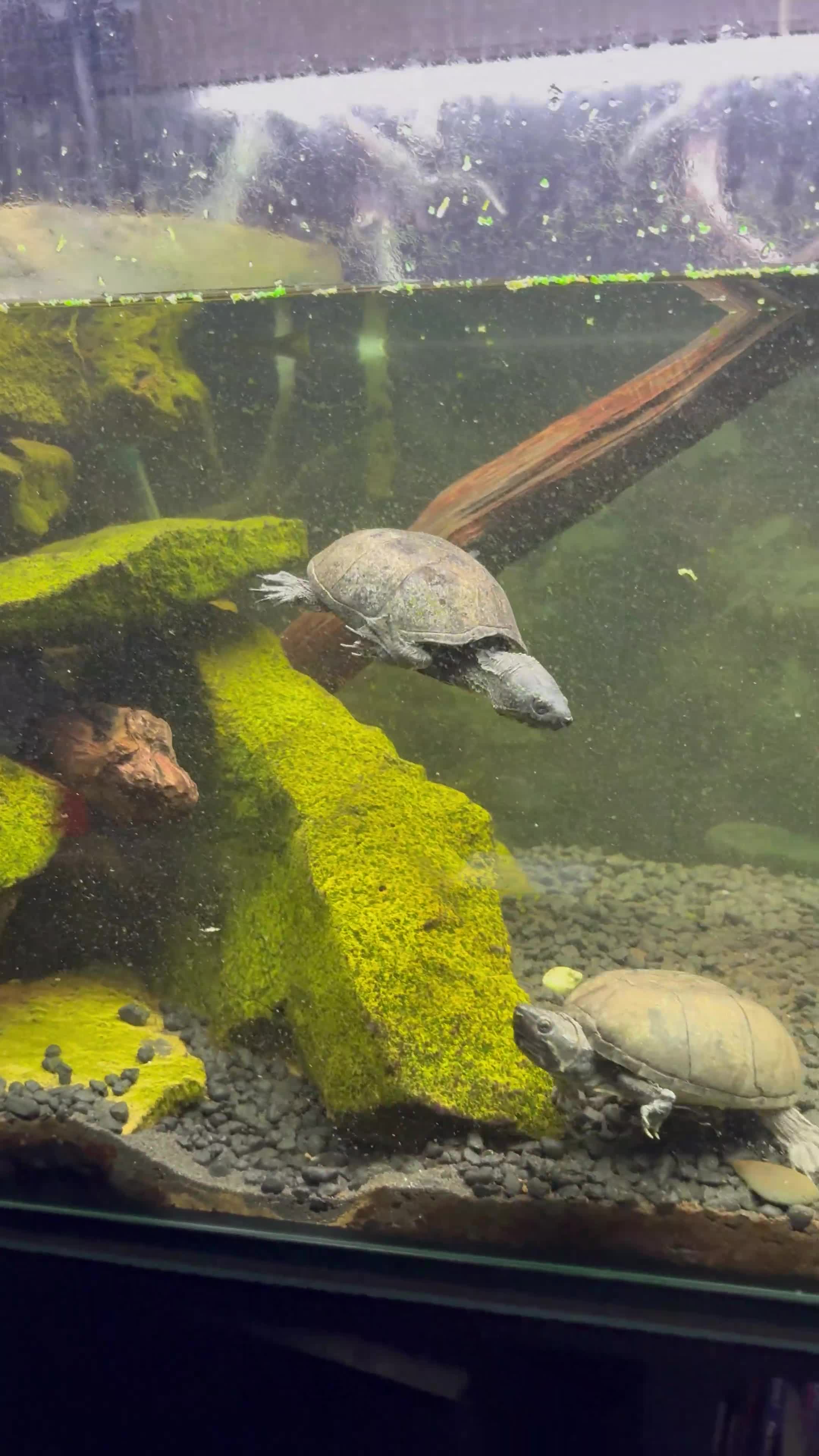 Turtle reptiles for sale: 2x Musk turtle & full set up.  - Video 1