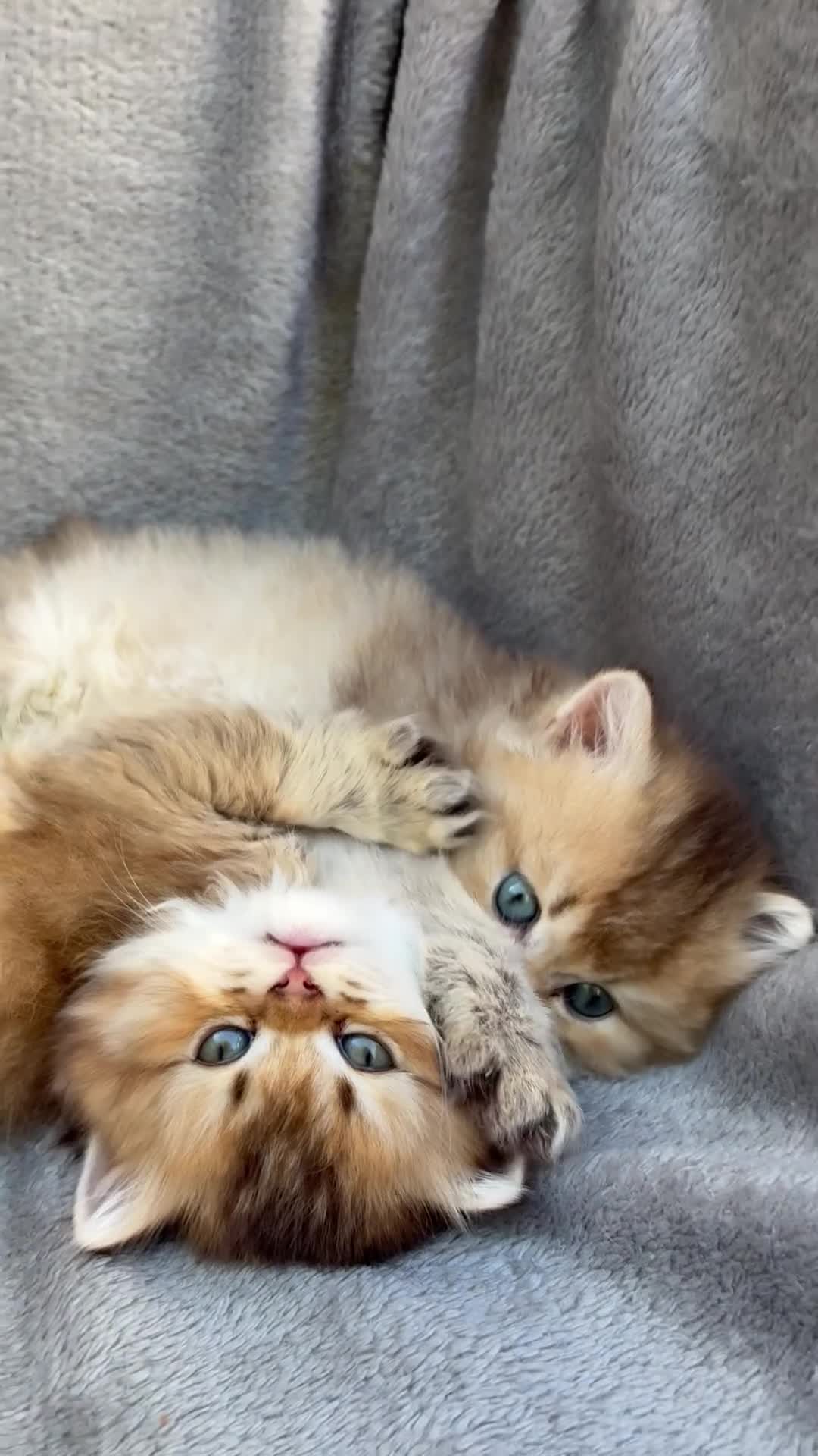 British Longhair cats for sale: Pedigree British shorthair & longhair golden  - Video 2