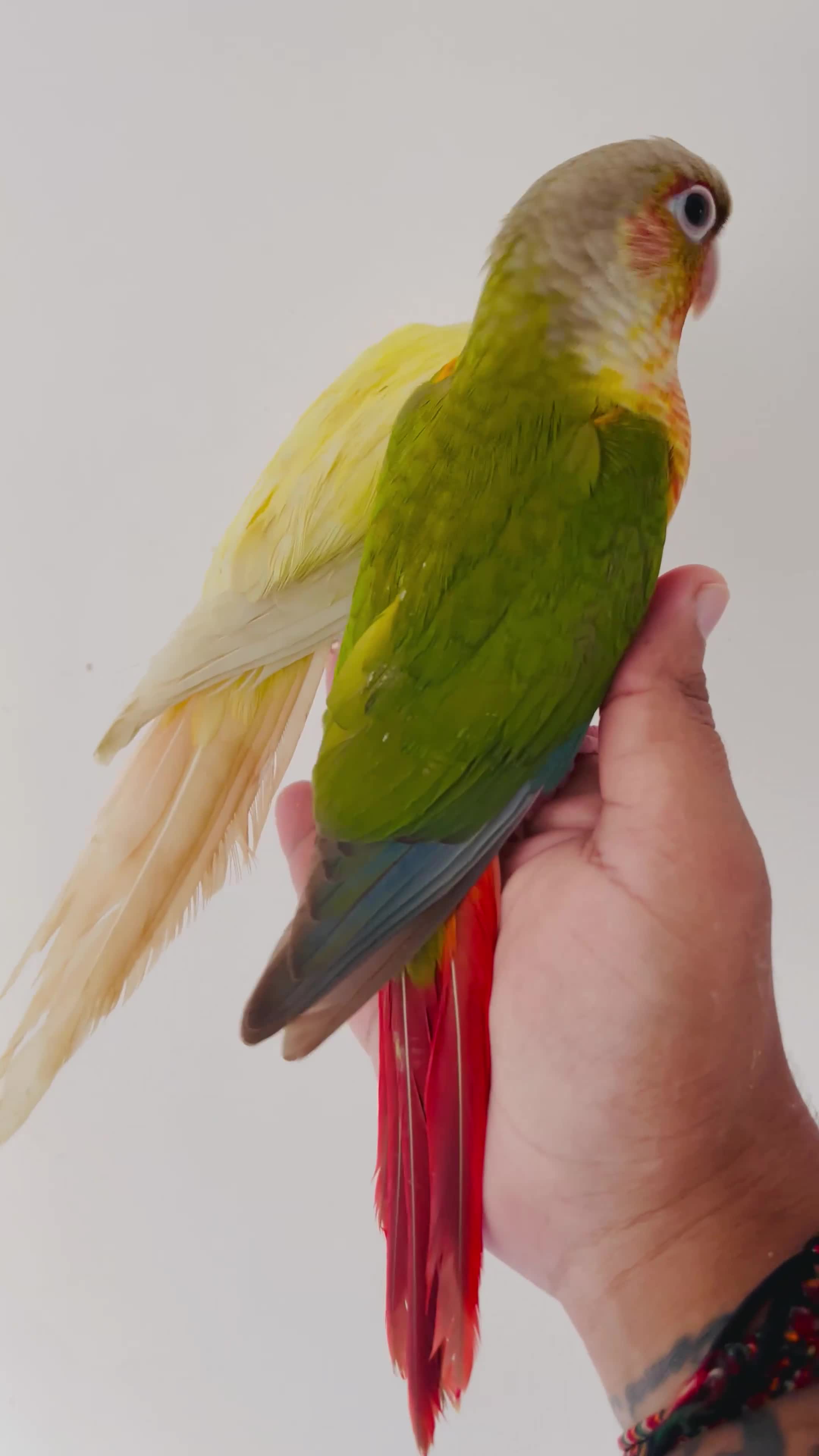 Conures birds for sale: Hand reared conures for sale  - Video 1