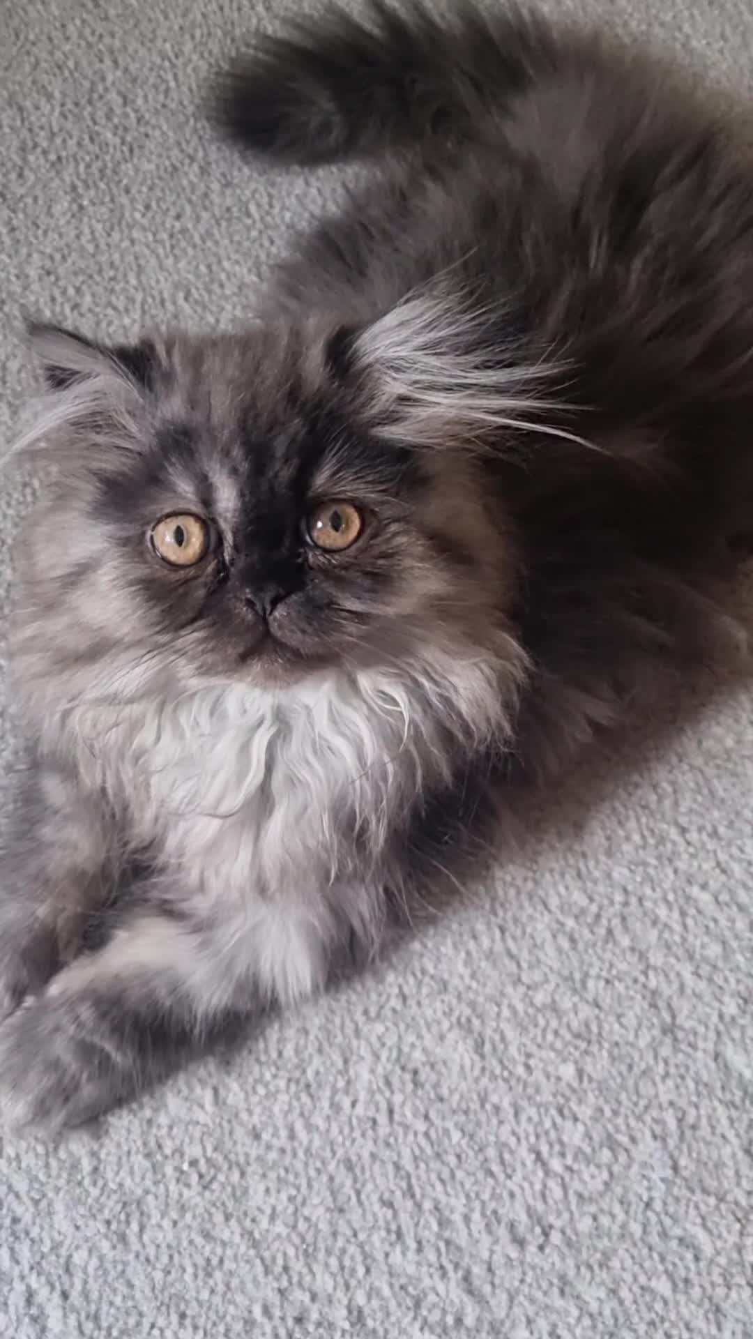 Persian cats for sale: Persian  - Video 1