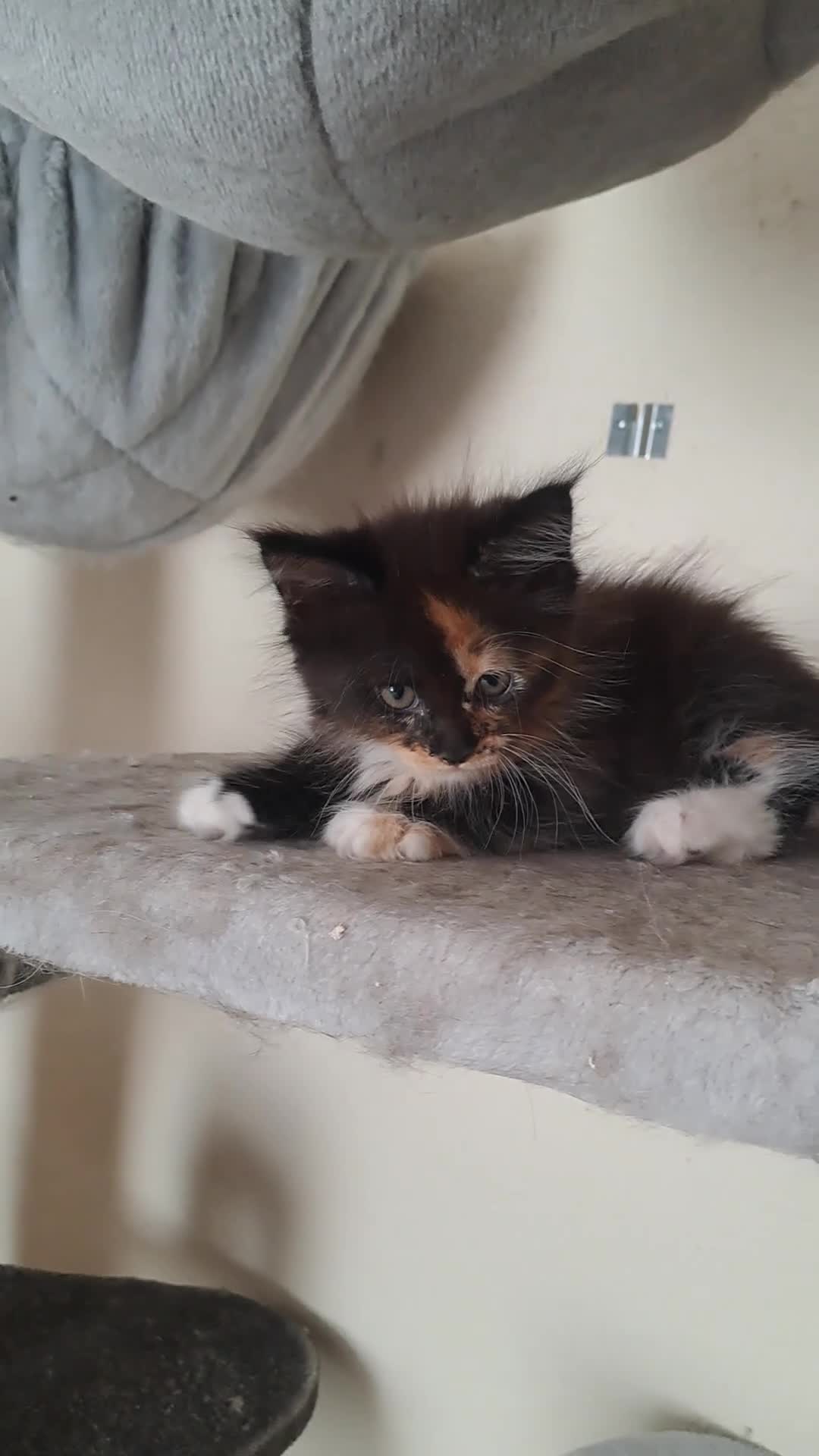 Maine Coon cats for sale: Maine Coon Kittens for Sale - Video 2
