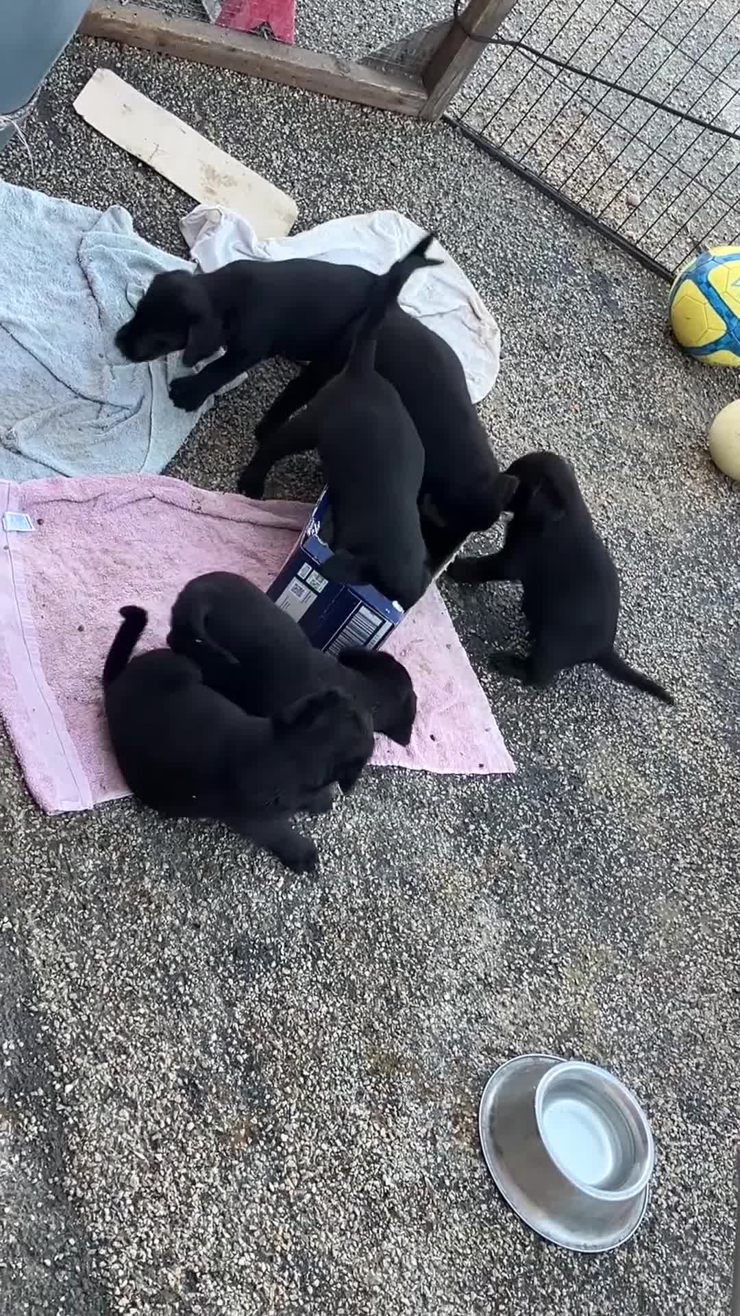 Labrador Retriever dogs for sale: Ready  now  Quality bred and cared for - Video 1