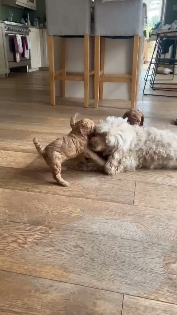 Cockapoo dogs for sale: Outstanding cockapoo puppies in Beverley - Video 1