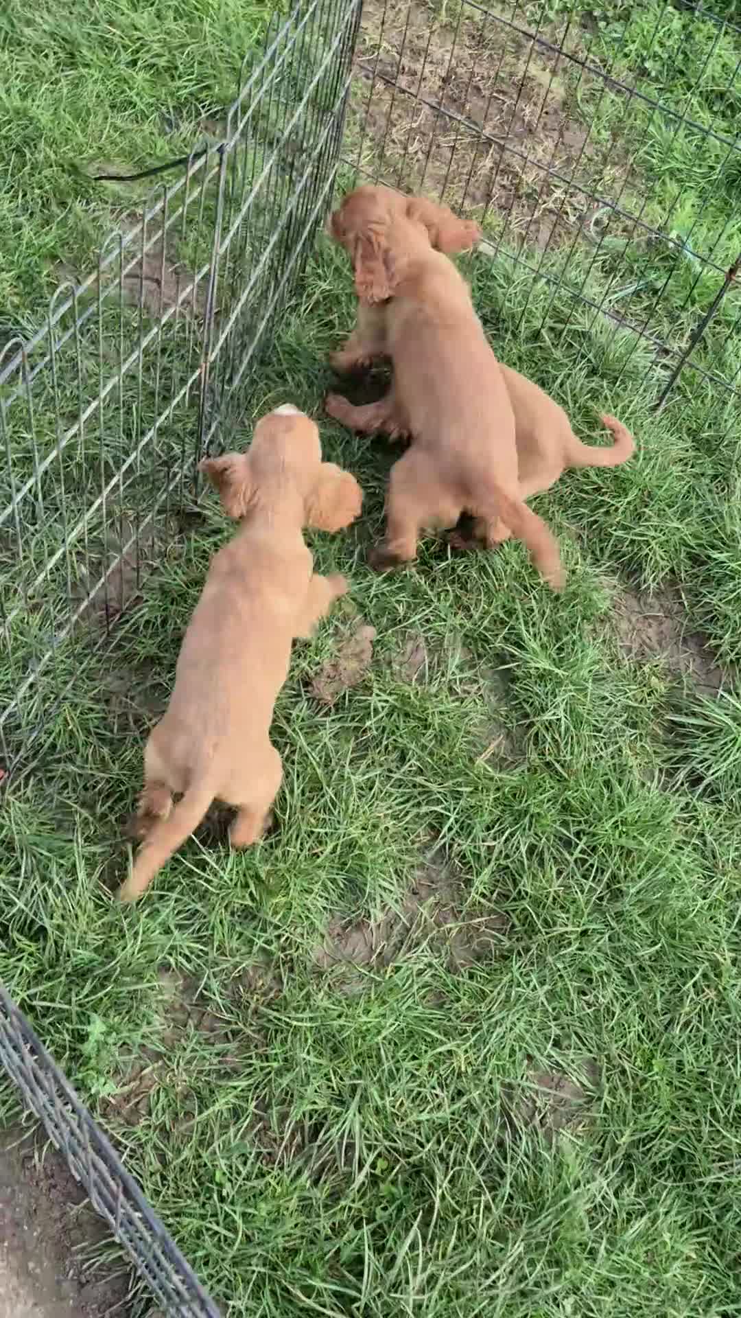Cocker Spaniel dogs for sale: Red cocker spaniels - Video 1